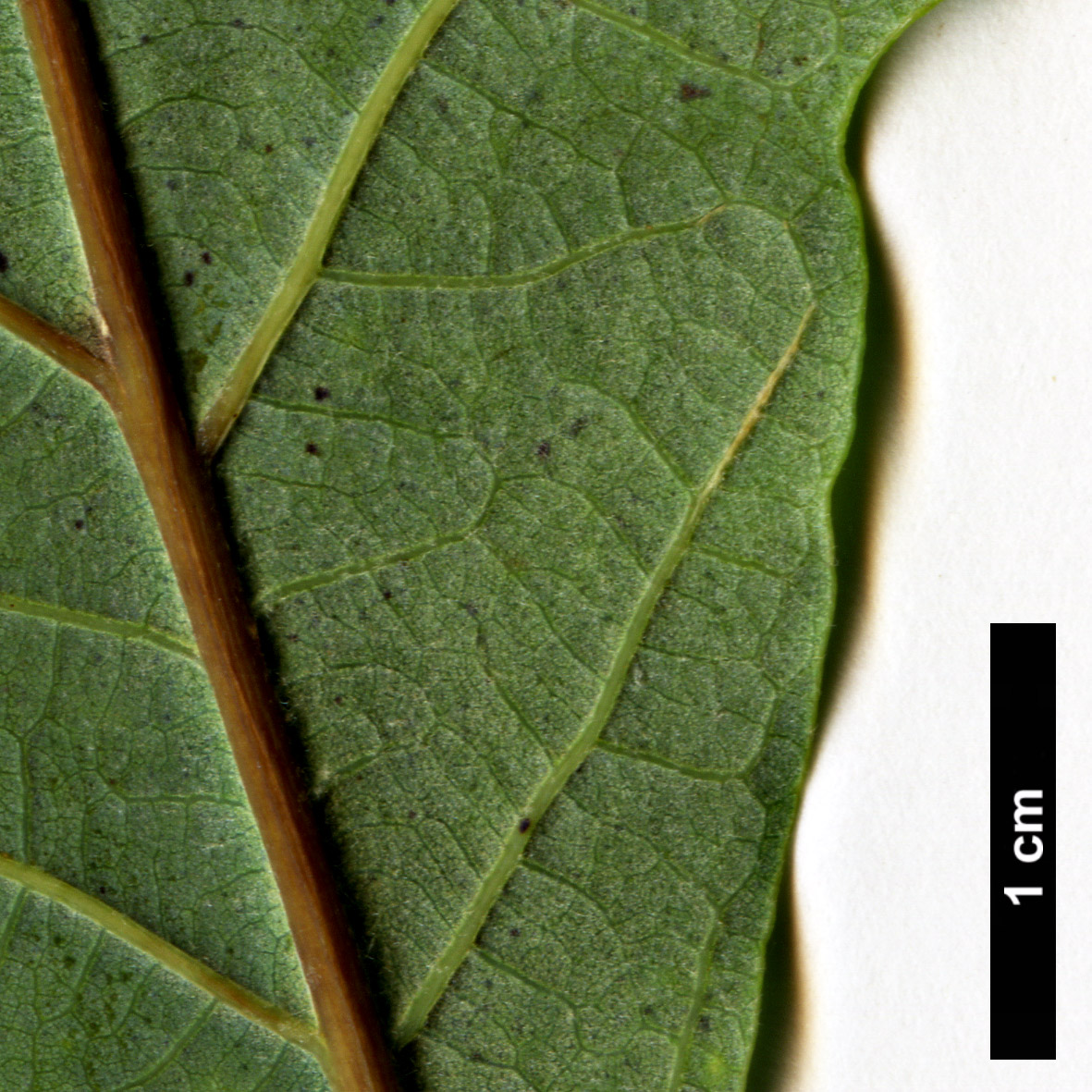 High resolution image: Family: Fagaceae - Genus: Quercus - Taxon: ×bebbiana - SpeciesSub: 'Taco' (Q.alba × Q.macrocarpa)